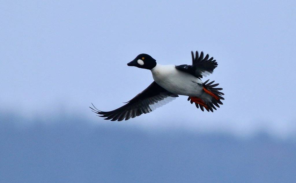 Common Goldeneye by Victor W. Fazio III is licensed under CC BY-NC-ND 2.0